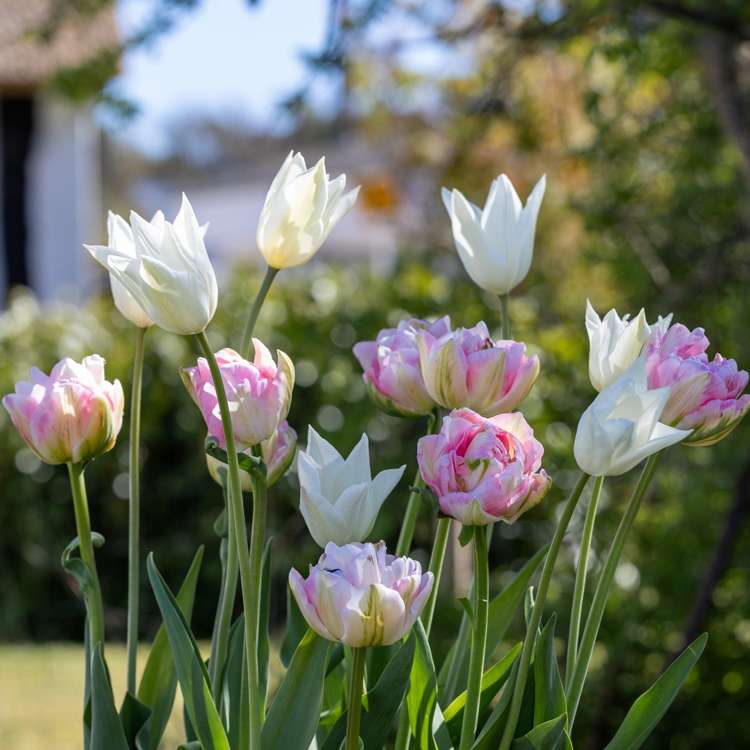 Tulpenmischung 'Mary'